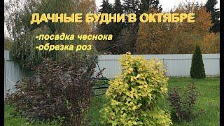 ДАЧНЫЕ БУДНИ 10 октября: сажаю чеснок, обрезаю розы