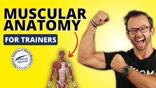 Muscular Anatomy For NASM Trainers: Everything You Need To Know! || NASM-CPT 7th Edition