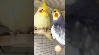 Jojo is the next big thing in the bird music industry! Check out its performance  #cockatielscraze