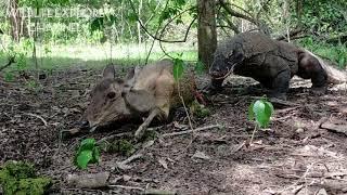 Komodo dragons prey on pregnant deer and their fetuses