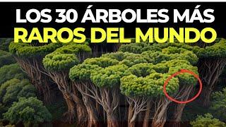 Los 30 árboles más extraños del mundo