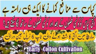 Earlycotton sowing in March and April|Cotton can be planned with which crops|Topearly cottonVarities