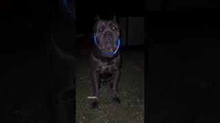 Cane Corso     #canecorso #canecorsofacts #canecorsoindia #viral #shorts