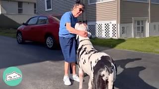 Giant Dog Runs To Say Hi To Everyone In His Town | Cuddle Buddies