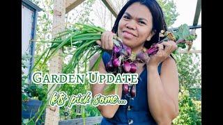 PINAY LIFE IN CANADA:GARDEN UPDATE and Picking Some Vegies for Dinner