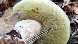 ID Guide Boletus edulis (King Bolete)