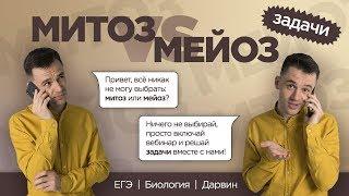 Мейоз и митоз | Решение задач ЕГЭ