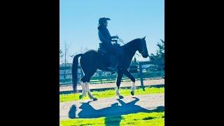 Fox Trot  and Flat Walk in Slow Motion - Missouri Fox Trotter- Ringo - Gaited Horse Training