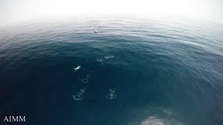 Amazing group of Common dolphins from a drone perspective!