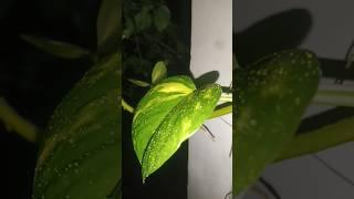 Money Plant Growing #MoneyPlant #IndoorPlant #Plant #Nature #Decoration #RoomDecoration #RainySeason