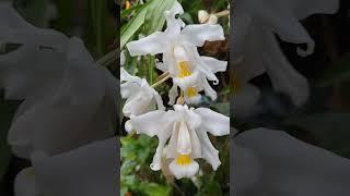 Orchid Coelogyne cristata