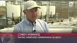 Водоросли (Algae) как возможная пища будущего