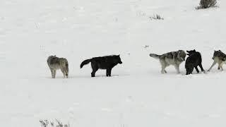 Wapiti Lake Wolf Pups at Play