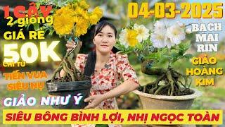 CHỊ THU Giao Lưu Mai Vàng Giá Rẻ, Siêu Bông Bình Lợi, Giảo Như Ý, Nhị Ngọc Toàn... • THÀNH TRỌNG LÊ