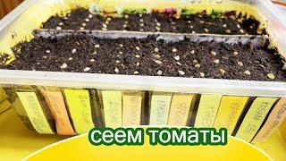 Время сеять томаты для теплиц началось / Минская область Беларусь