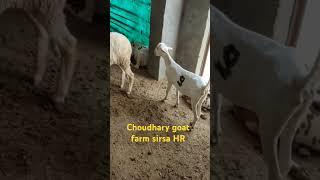 choudhary Agro Farm sirsa #viral #barbari #viralvideo #trending #shorts #viralreels #viralshorts