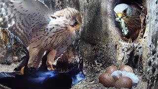 Kestrels Unite to Win War Against Jackdaws | Apollo & Athena | Robert E Fuller