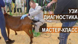 Мастер класс Узи диагностика беременности МРС. Выставка АгроФерма-2018