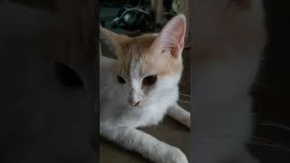 Hermosos gatitos de la Azotea del gato