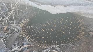 Echidna