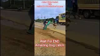 Mumbai Highway Express Dog Catch #express #dog #streetdogplanet44 #ytshortsindia #ytshorts