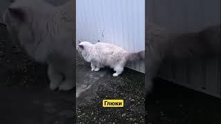 Показалось !? #мурзик #кот