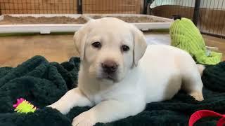 Sentimental Saturday: Cute, Chunky Lab Puppies Weigh In at 6 Weeks! #labrador #puppy #cutepuppies