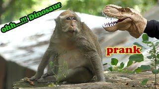 Monkeys Scare Of Dinosaur Head Very Very Funny.القرود تخاف من رأس الديناصور مضحك جدا.