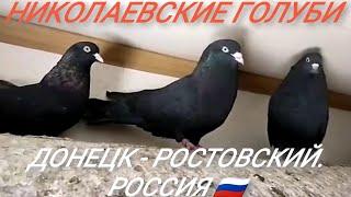 2.ч." НИКОЛАЕВСКИЕ ГОЛУБИ " СЕМЕНЕНКО БОРИС. ДОНЕЦК РОСТОВСКИЙ. 2021.г.