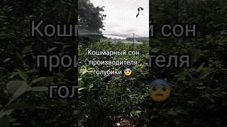 Кошмарный сон производителя голубики. #голубика #голубикабеларусь #кошмар #сон #ужас #рек #реки
