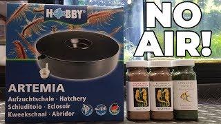 Brine Shrimp Hatchery Dish Review (And How To Use It)