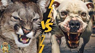 Dogo Argentino vs Cougar - Can This Dog Hunt Mountain Lions?