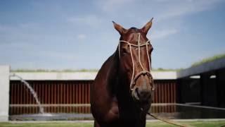 Figueras Polo Stables