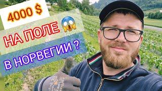 Сезонная Работа в Норвегии & Сколько Платят? & Кому Подойдут Сезонные Работы в Норвегии ?