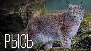 Lynx: Tailless cat with tassels | Interesting facts about lynx