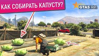 КАК РАБОТАТЬ НА ФЕРМЕ И СОБИРАТЬ КАПУСТУ В GTA 5 RP? САМАЯ ВЫГОДНАЯ РАБОТА 1 УРОВЕНЬ ГТА 5 РП