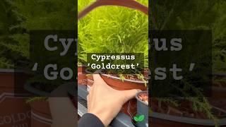 Cupressus 'Goldcrest’ #gardening #greenfingers #planting #plants #amateurgardening #diy #gold