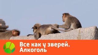 Все как у зверей. Алкоголь | Живая Планета