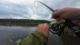 Metrowy sum OKUMA + SHIMANO #fishing #wędkarstwo #wędkowanie #szczupak #ryby #fish #summer