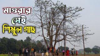 মাগুরার শিমুল গাছের প্রকৃত ঘটনা কি? | VASA Media