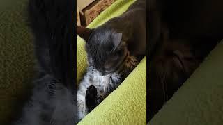 Gatty and Lina kiss #shorts #shortsvideo #short #shortvideo #shortfeed #cat #cats #catsofinstagram