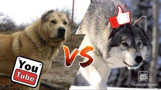 #Гампр против серого волка//Кто сильнее???//Animals Battle//