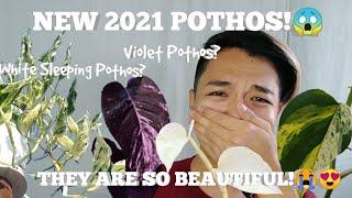 POTHOS PLANT YOU WON'T BELIEVE EXIST!  New Rare Varieties