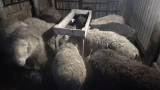 Условия содержания и кормление овец после окота
