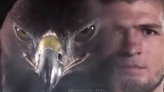 хабиб орел