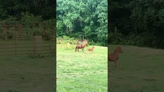 Foal turn out #horselife #horse