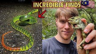 Can we find EVERY PIT VIPER in Borneo??? Part 1