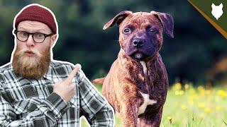What To Do With A NEW STAFFORSHIRE BULL TERRIER PUPPY?!