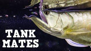 Top 10 Tank Mates For Arowanas