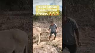 bolani kutiga chup tiqish kere uhshidi #video #shortvideo #shorts #eshak #bola #darkuzb_